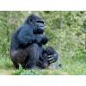 CALVENDO Puzzle CALVENDO Puzzle Gorilla mit Baby Пазл CALVENDO Пазл горилла с малышом
