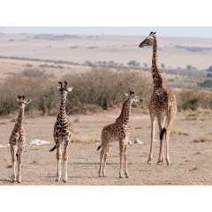 CALVENDO Puzzle CALVENDO Puzzle Emotionale Momente: Giraffen Пазл CALVENDO Puzzle Эмоциональные моменты: Жирафы