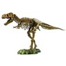 Edu-Toys XL Tyrannosaurus Rex Skelett 91cm T-Rex XL Tyrannosaurus Rex Скелет 91 см T-Rex