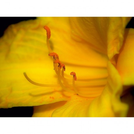 CALVENDO Puzzle CALVENDO Puzzle Lis Butter Pixie Пазл CALVENDO Puzzle Li&#39;s Butter Pixie