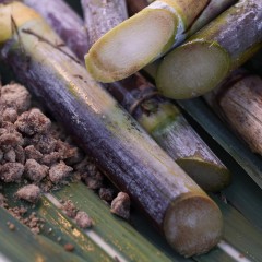 Shiseido Satocane Pore Purifying Scrub Mask  Satocane Маска-скраб для очищения пор