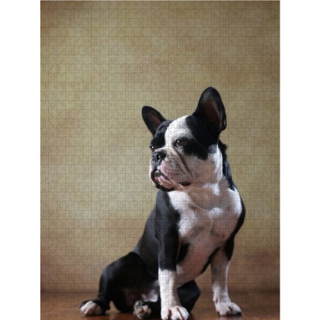 CALVENDO Puzzle CALVENDO Puzzle Shahrukh Пазл CALVENDO Пазл Шахрукх