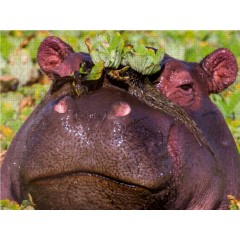 CALVENDO Puzzle CALVENDO Puzzle Nilpferd Пазл CALVENDO Пазл бегемот