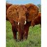 CALVENDO Puzzle CALVENDO Puzzle Elefant....auf Safari Пазл CALVENDO Puzzle слон....на сафари