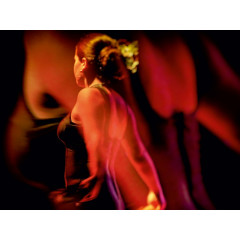 CALVENDO Puzzle CALVENDO Puzzle Flamenco Пазл CALVENDO Пазл Фламенко